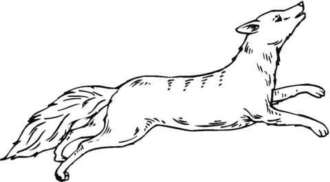 Coyote Run Coloring Page